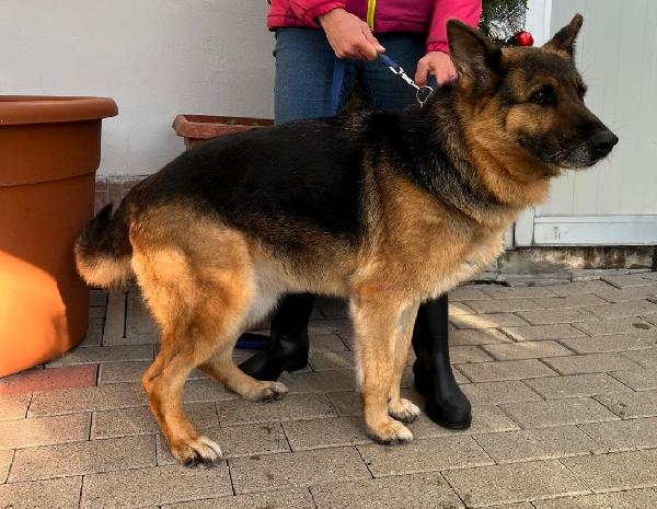 FEDE PASTORE TEDESCO Foto 7